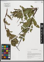 Foto von Salix pulchra Cham.